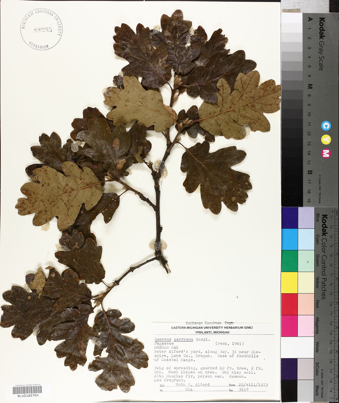 Quercus garryana image
