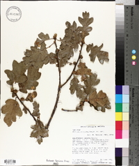 Quercus garryana image