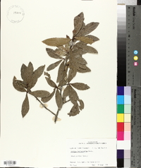 Quercus hemisphaerica image