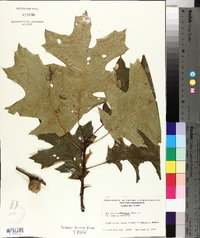 Quercus × hawkinsiae image