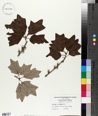 Quercus ilicifolia image