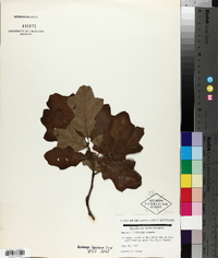 Quercus ilicifolia image