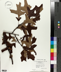 Quercus ilicifolia image