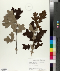 Quercus ilicifolia image