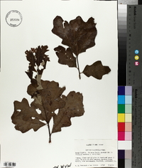 Quercus ilicifolia image