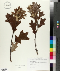 Quercus ilicifolia image