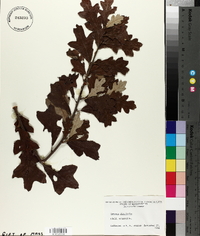 Quercus ilicifolia image