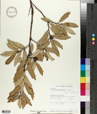 Quercus hypoleucoides image