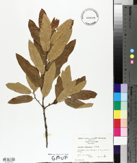 Quercus imbricaria image