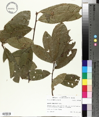 Quercus imbricaria image