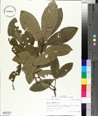 Quercus imbricaria image
