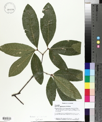 Quercus imbricaria image