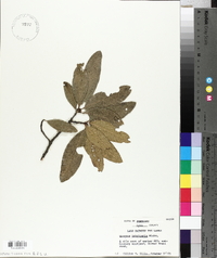 Quercus imbricaria image