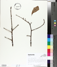 Quercus imbricaria image