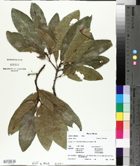 Quercus imbricaria image