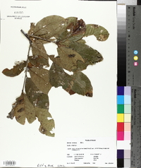 Quercus imbricaria image