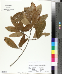 Quercus imbricaria image
