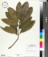 Quercus imbricaria image