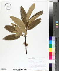 Quercus imbricaria image