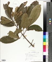 Quercus imbricaria image