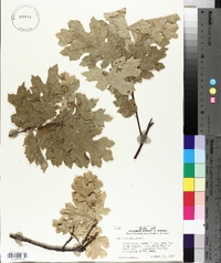 Quercus kelloggii image