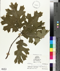 Quercus kelloggii image