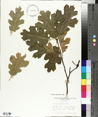 Quercus kelloggii image