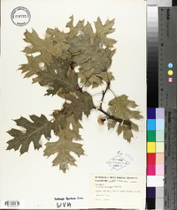 Quercus kelloggii image