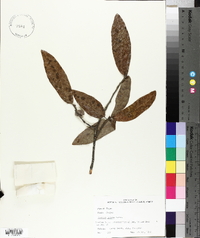 Quercus incana image