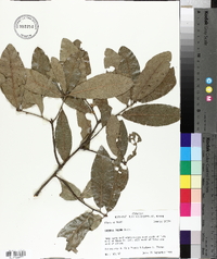 Quercus incana image