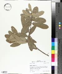 Quercus incana image