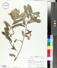 Quercus incana image