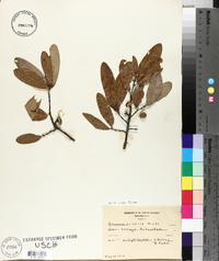 Quercus incana image