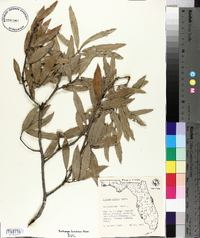 Quercus incana image