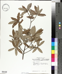 Quercus incana image