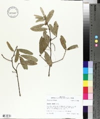 Quercus incana image
