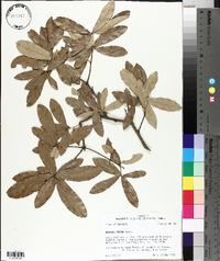 Quercus incana image