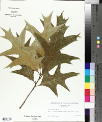 Quercus laevis image