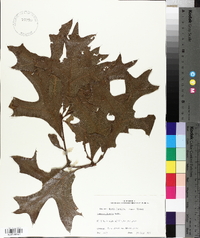 Quercus laevis image