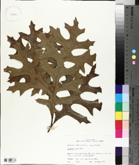 Quercus laevis image