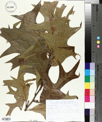 Quercus laevis image