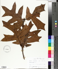 Quercus laevis image