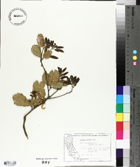 Quercus lobata image