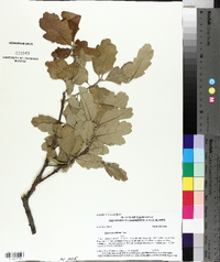 Quercus lobata image