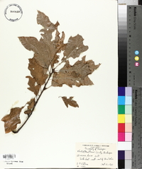 Quercus × leana image