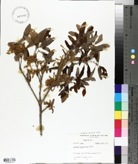 Quercus laurifolia image