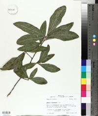 Quercus laurifolia image