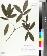 Quercus laurifolia image