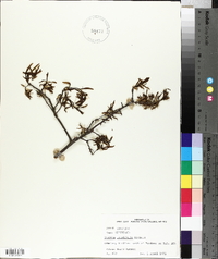 Quercus laurifolia image