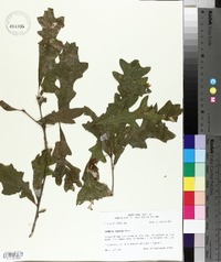 Quercus lyrata image